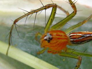 Spider of Cambodia,J{WÃN