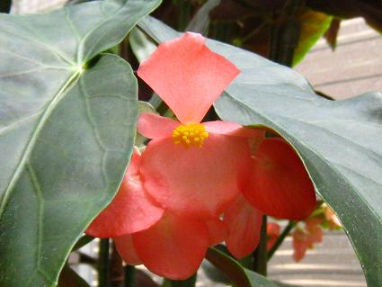 Erect Stemmed Begonia,'Princess Masako',ؗxSjAAvZXE}TR