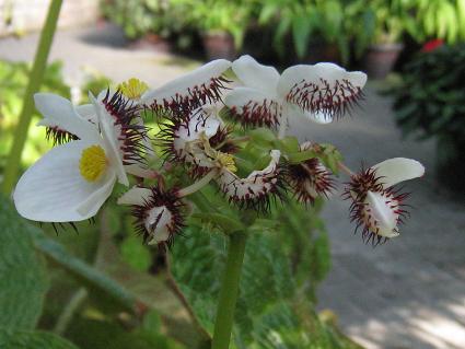 Rhizomatous Begonia,'Baurensis',sxSjAAoEVX