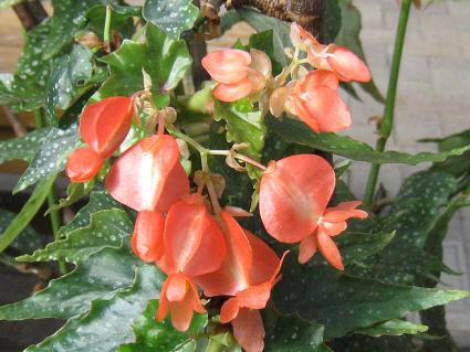 Erect Stemmed Begonia,'Leis Berks',ؗxSjAACXEo[NX