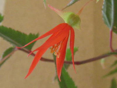 Begonia,'Voliviensis,'xSjAA{BGVX