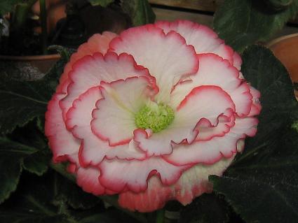 suber-hybrid Begonia,Stand Type4,xSjAAFԁAX^h^Cv