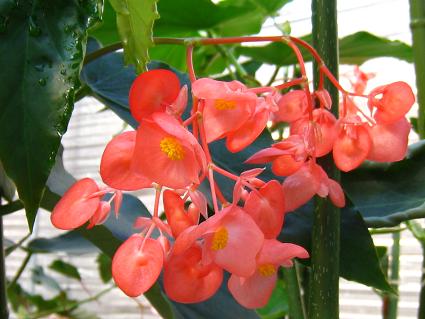 Erect Stemmed Begonia,'Aozuru',ؗxSjAAAIY