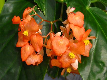 Erect Stemmed Begonia,'Orange Rubra',ؗxSjAAIWEu