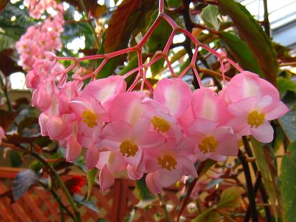 Erect Stemmed Begonia,'Marguerite Decora Red Eye',ؗxSjAA}[KbgEfREbhEAC