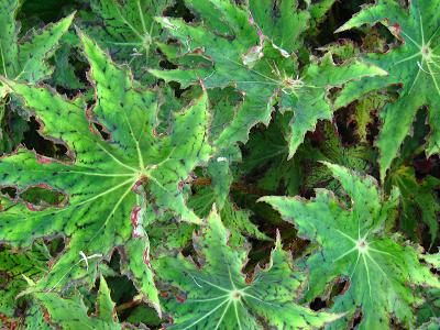 Rhizomatous Begonia,'Dragon Flight',sxSjAAhSEtCg