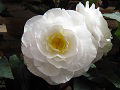 begonia,ڎׂɂ