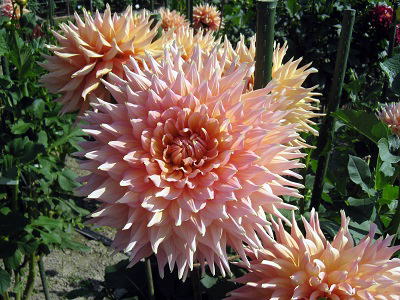 Giant Dahlia,Lioyd Houston,_AAChEq[Xg