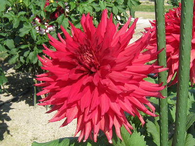 Giant Dahlia,'Toumusoku,'_AAE\[N