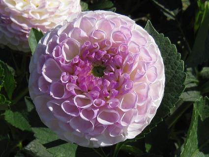 Dahlia,'Awayuki-temari,'_AAW܂