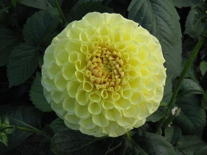 Dahlia,'Mangosteen Yellow,'_AA}SX`ECG[