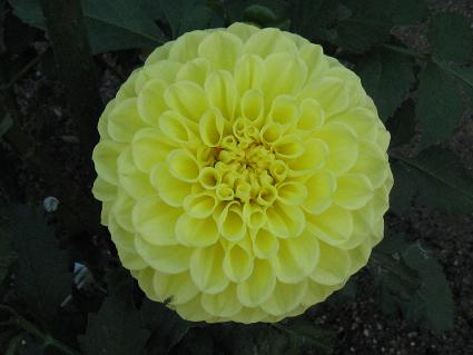 Dahlia,'Refresh',_AAtV