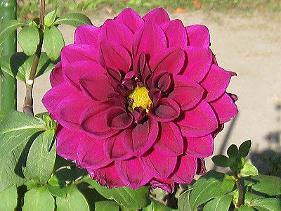 Dahlia,'Cupit,'_AAL[sbg