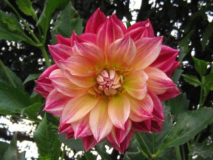 Dahlia,'Hana-yuzen,'_AAԗFT