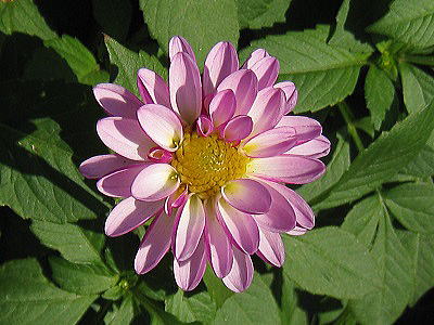 Dahlia,'Yuwakomachi,'_AAYa