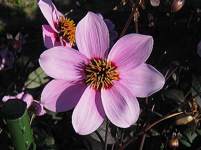 Dahlia,'Akizakura,'_AAH