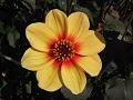 dahlia,ڎ肠