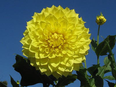 Dahlia,'Tsugumi,'_AA