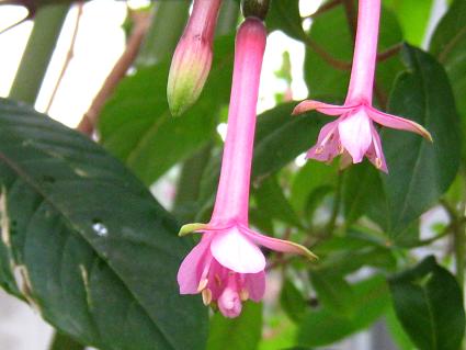 Fuchsia,'Northumbrian Pipes',tNVAAm[UuAEpCvX