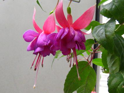 Fuchsia,'Lady Beth',tNVAAfB[ExX