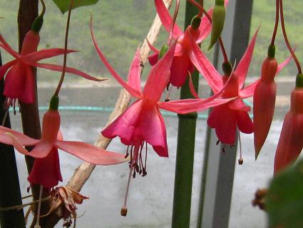 Fuchsia,tNVAAVYEz