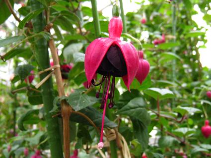 Fuchsia,'New Millenium',tNVAAj[E~jA