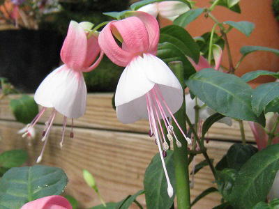 Fuchsia,'Liebelei',tNVAAxC