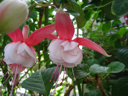 Fuchsia,'Swingtime',tNVAAXBO^C