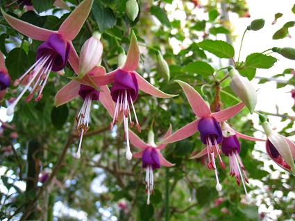 Fuchsia,'Suiker Boossie',tNVAAXJ[E{bV[