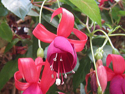 Fuchsia,Achievement,tNVAAA`og