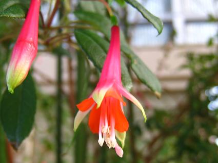 Original Fuchsia,'Decussata,'tNVAAfBNT[^