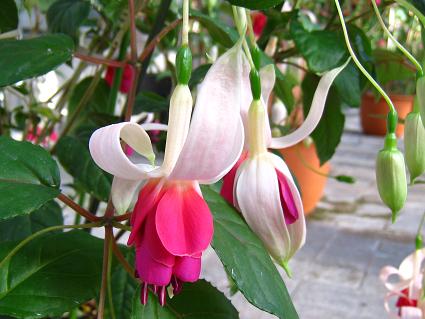 Fuchsia,'Curtain Call',tNVAAJ[eER[