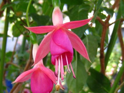 Fuchsia,'Cambridge Louis',tNVAAPubWEC