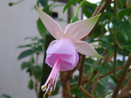 Fuchsia,'Carla Johnson',tNVAAL[EW\