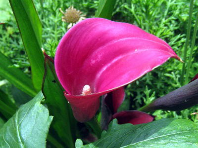 calla liliy, J[AbhA[