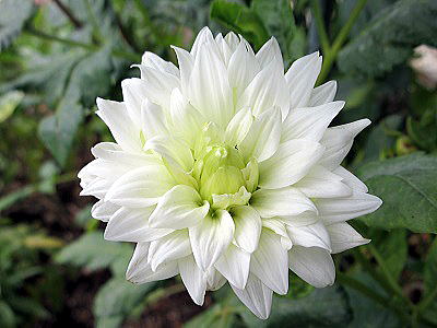 white dahlia,_A