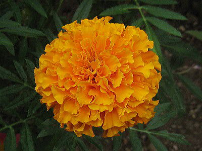 marigold,}[S[h