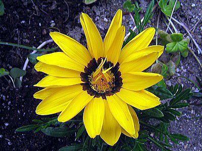 gazania,KUjA