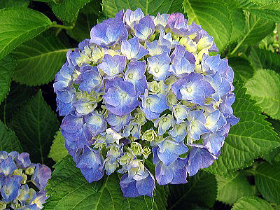 hydrangea,AWTC