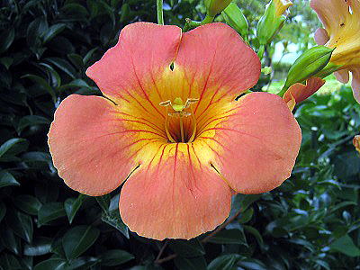 chinese trumpet vine,mE[JY