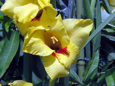 Gladiolus,FOWIX