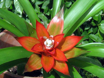 Guzmania,NY}jAE}OjqJ