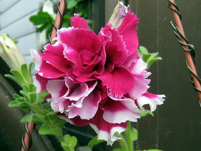 Double Petunia,dy`jA