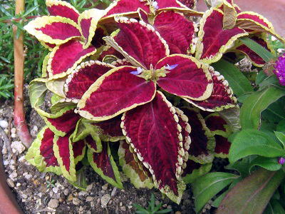 Coleus,REX