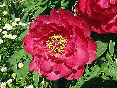 peony,{^AV