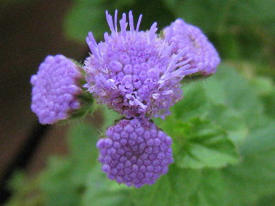 Ageratum,AQ^