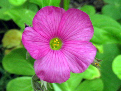 Oxalis,ILUX