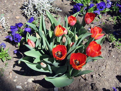 Tulpe und Stiefmütterchen,`[bvƃpW[