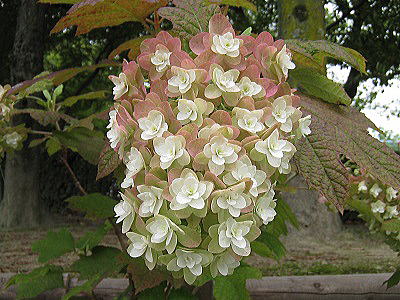 Hydrangea,quercifolia multilayered,AWTCAJVod