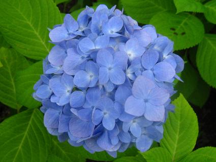 Hydrangea,Macrophylla,AWTCAzAWTC